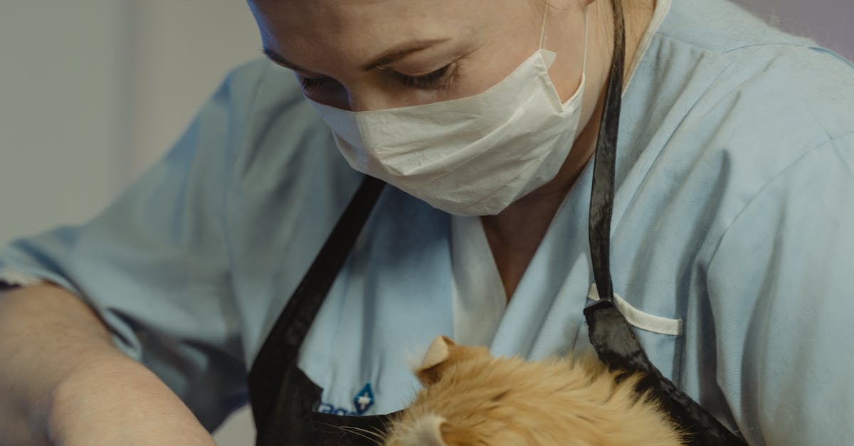 veterinary emergency medicine courier